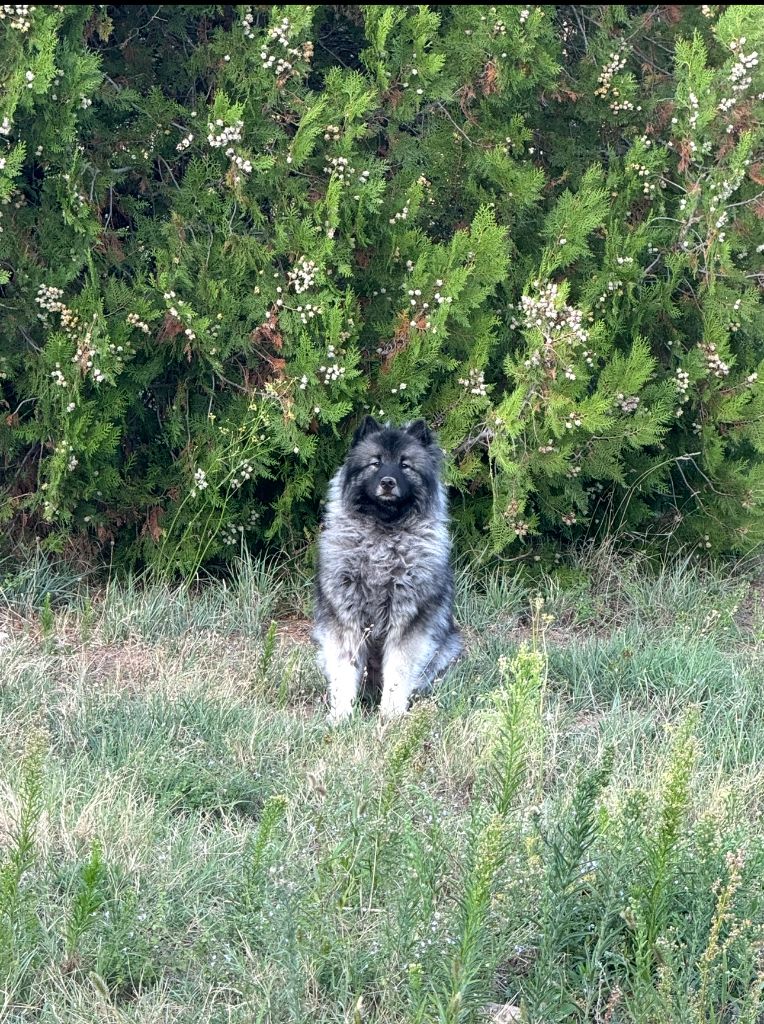 Les Spitz allemand de l'affixe Mélissa Lafont