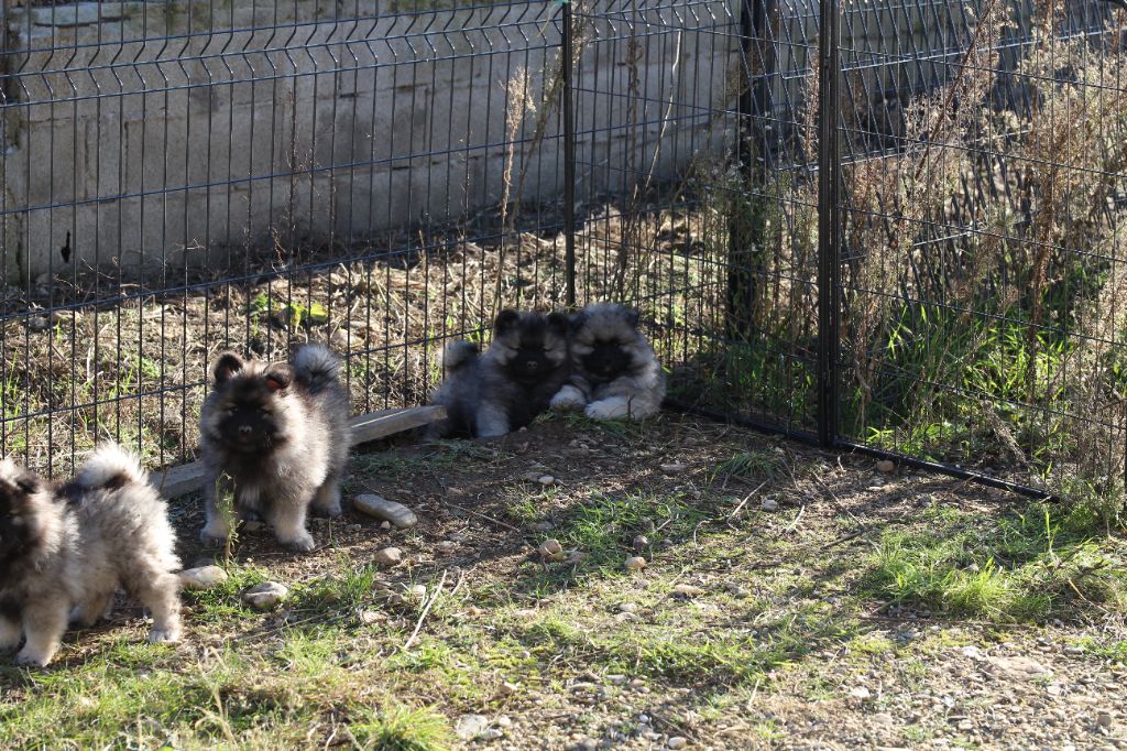 Mélissa Lafont - Chiot disponible  - Spitz allemand