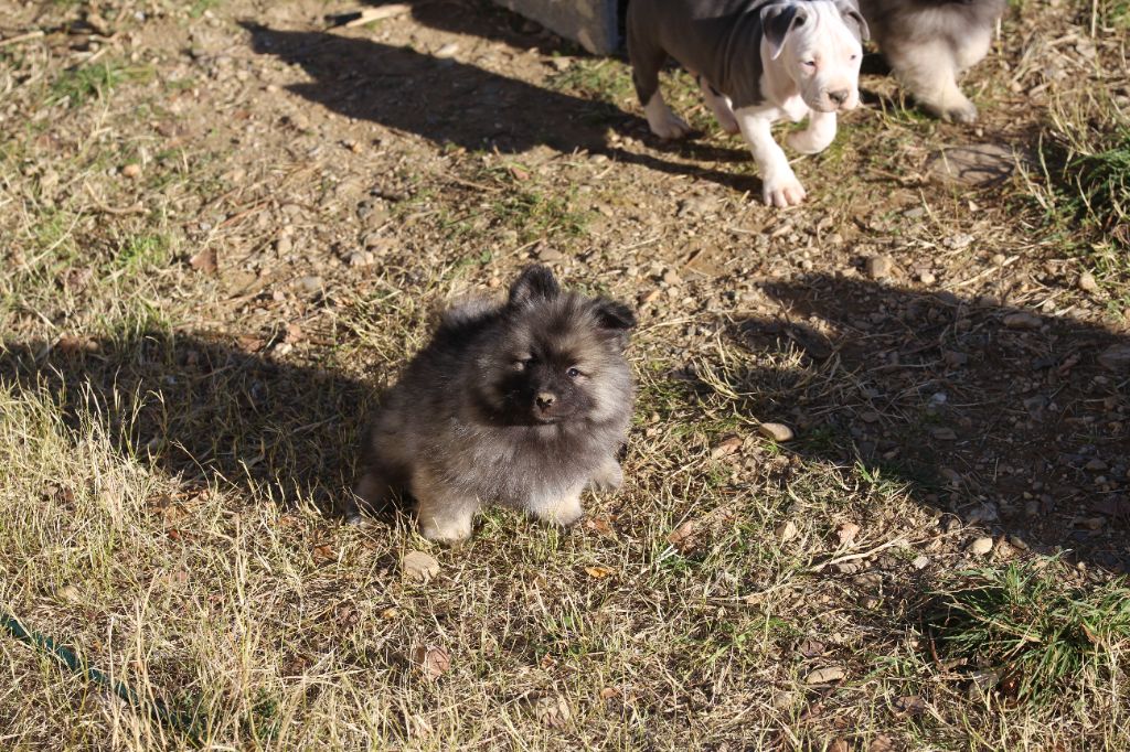 Mélissa Lafont - Chiot disponible  - Spitz allemand