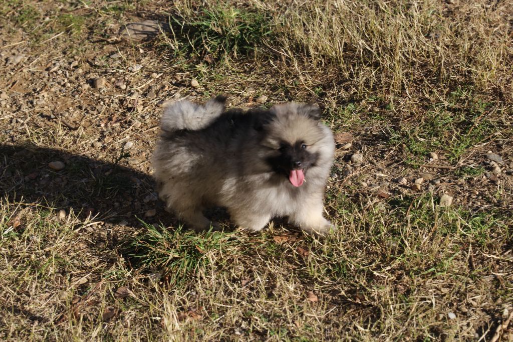 Mélissa Lafont - Chiot disponible  - Spitz allemand