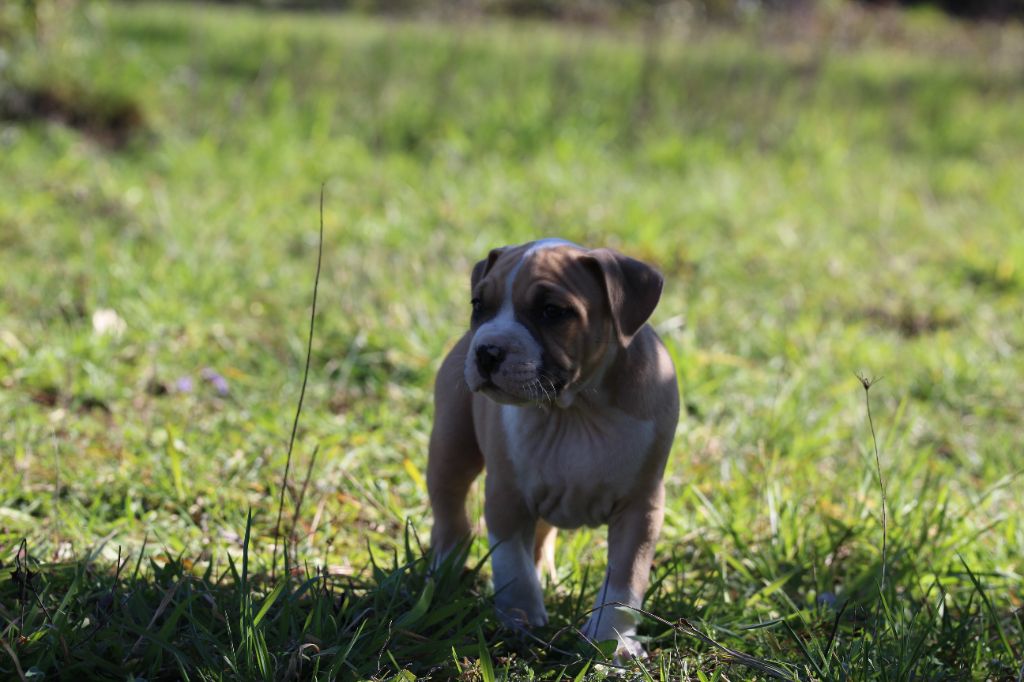 Mélissa Lafont - Chiots disponibles - American Staffordshire Terrier