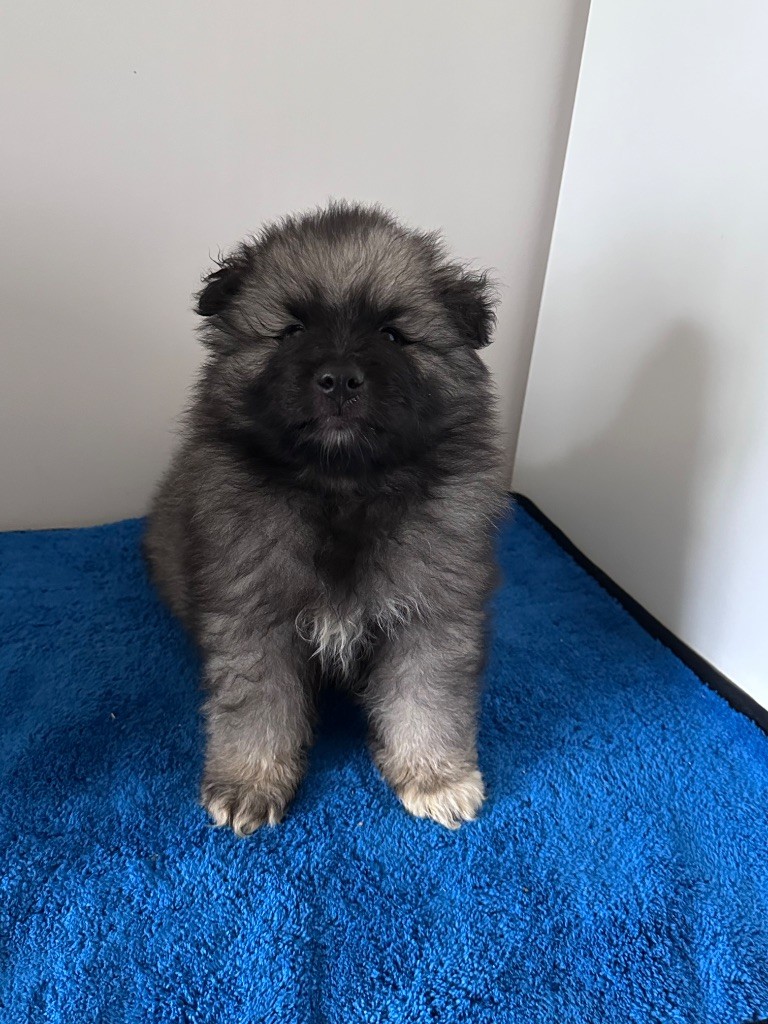 Mélissa Lafont - Chiots disponibles - Spitz allemand