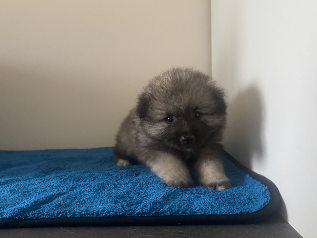 Mélissa Lafont - Chiots disponibles - Spitz allemand