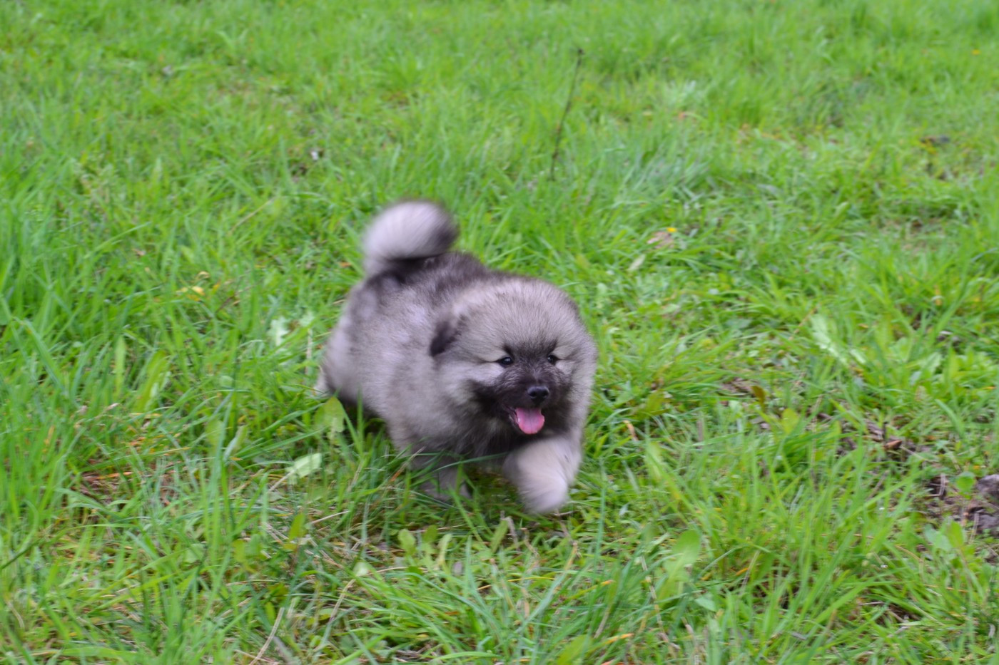 Mélissa Lafont - Chiots disponibles - Spitz allemand