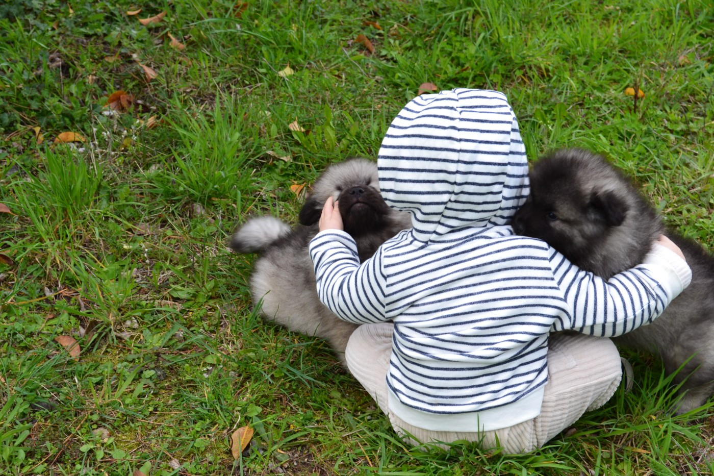 Mélissa Lafont - Chiots disponibles - Spitz allemand