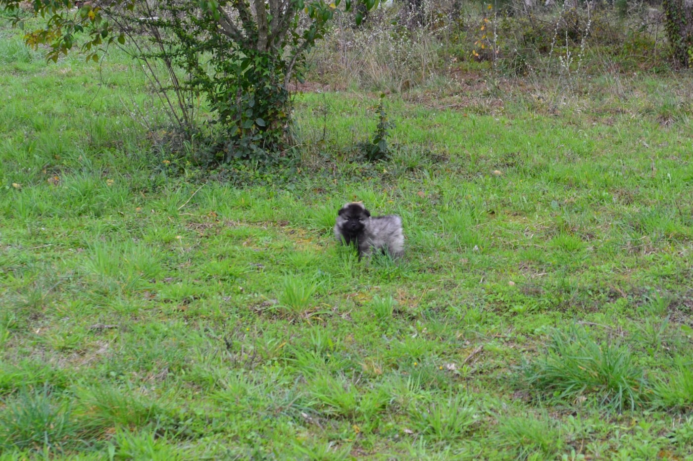 Mélissa Lafont - Chiots disponibles - Spitz allemand