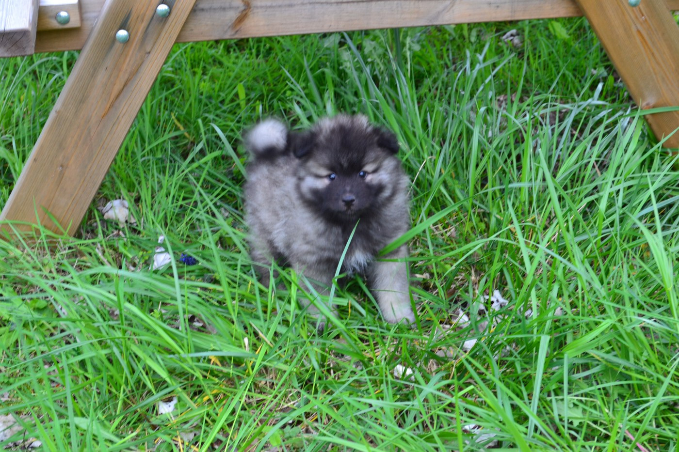 Mélissa Lafont - Chiots disponibles - Spitz allemand