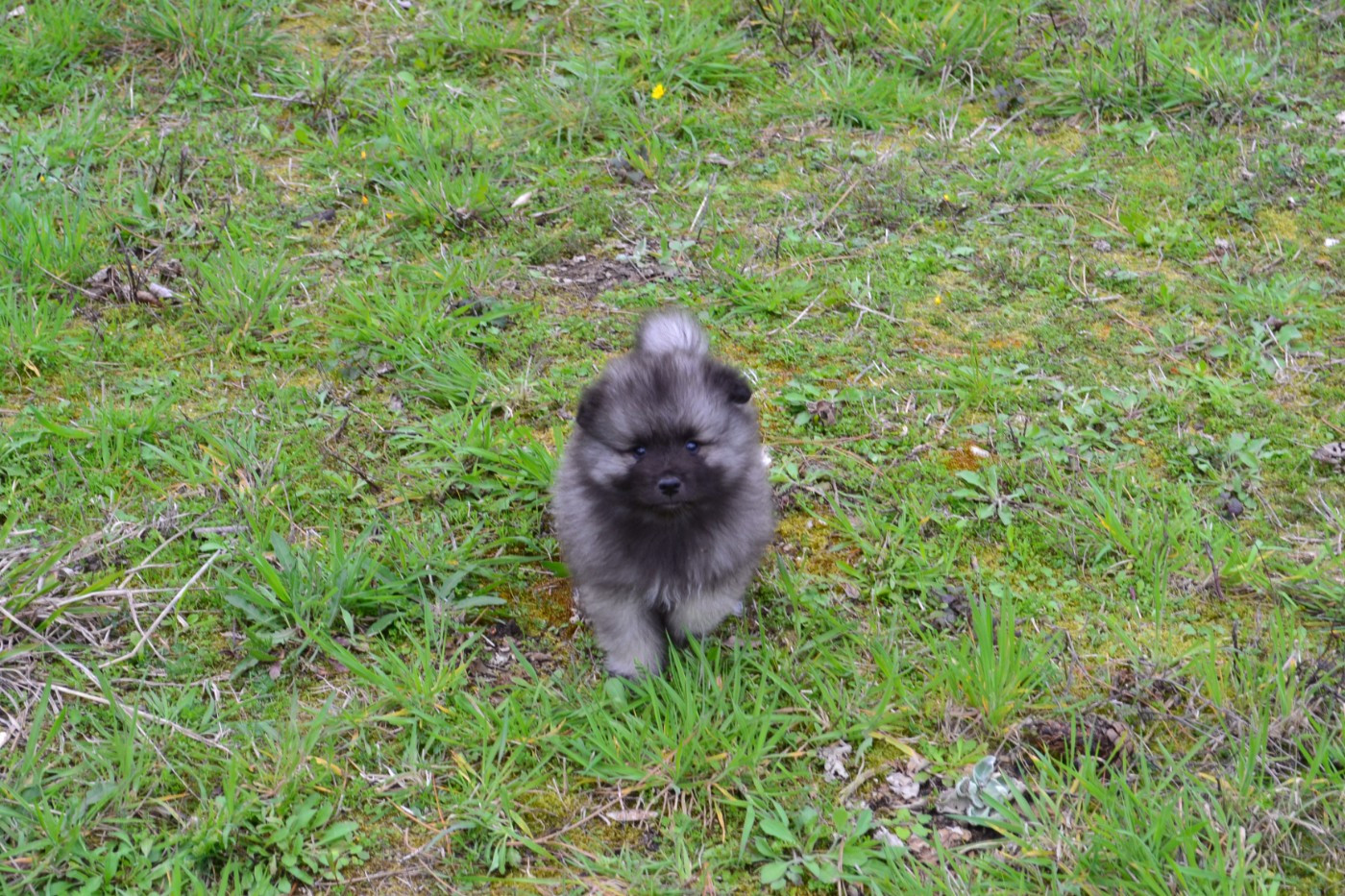 Mélissa Lafont - Chiots disponibles - Spitz allemand