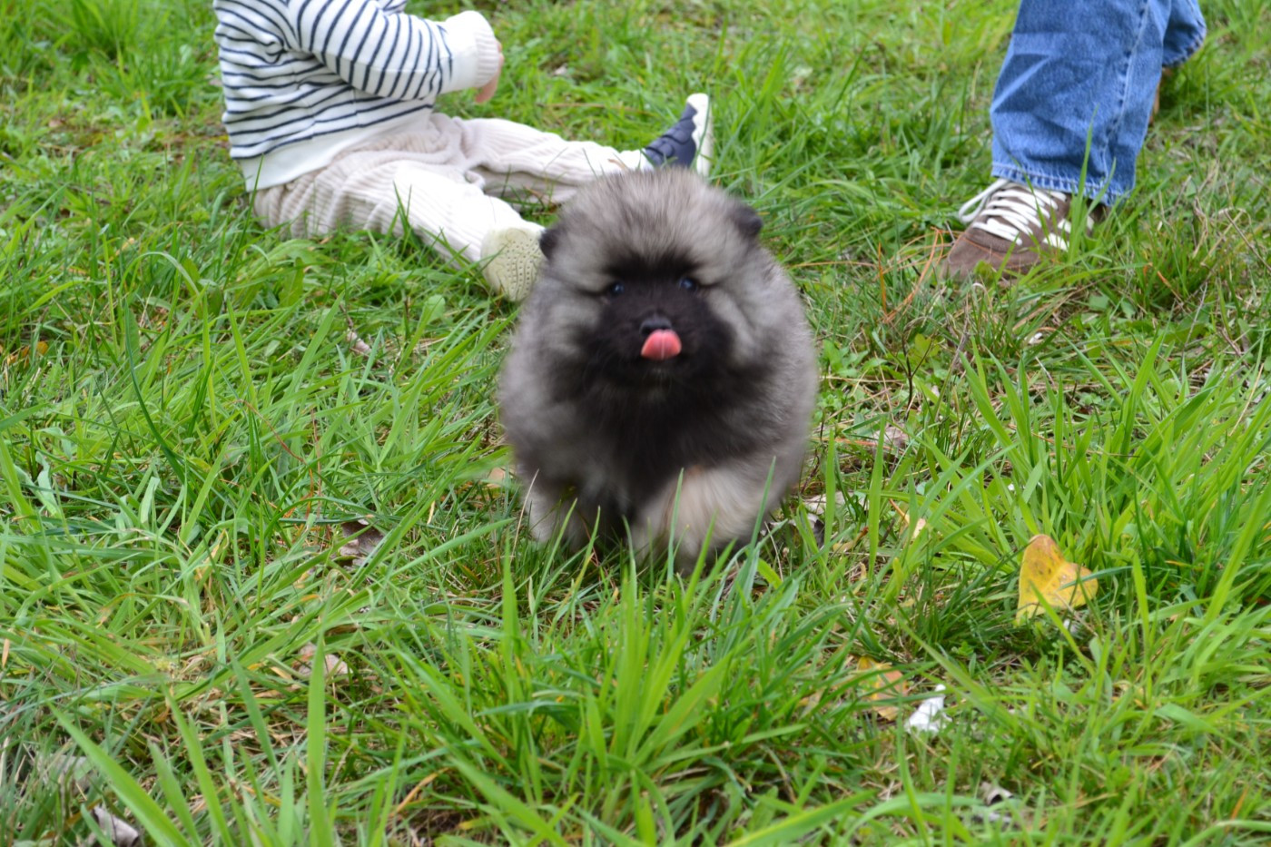 Chiot Spitz allemand Mélissa Lafont