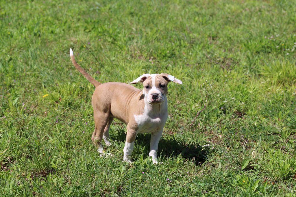 Mélissa Lafont - Chiots disponibles - American Staffordshire Terrier