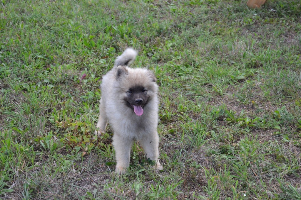 Mélissa Lafont - Chiots disponibles - Spitz allemand