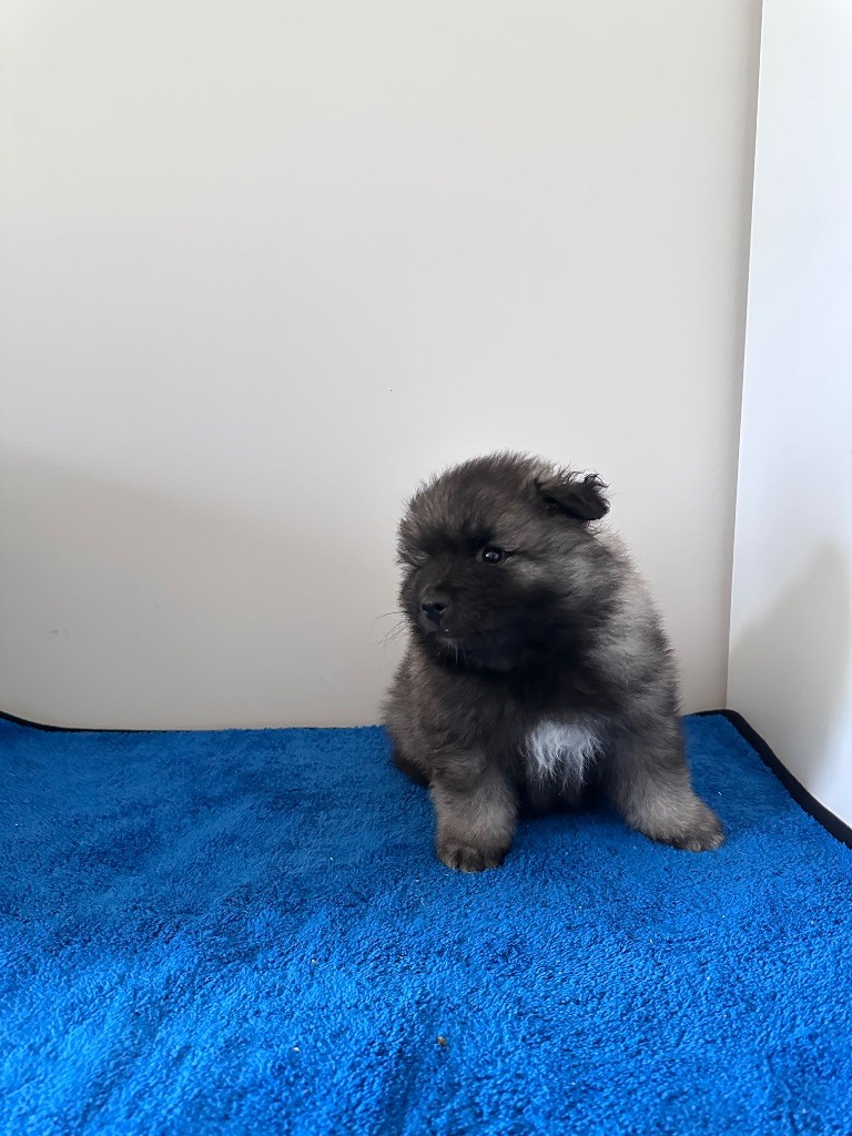 Mélissa Lafont - Chiots disponibles - Spitz allemand