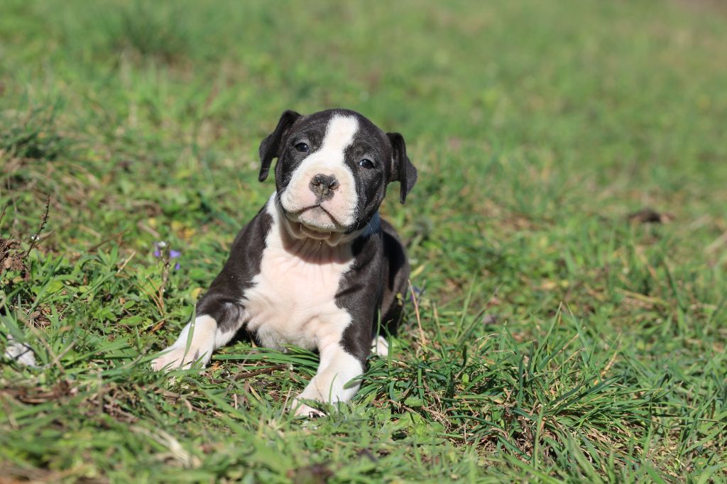 Mélissa Lafont - Chiots disponibles - American Staffordshire Terrier