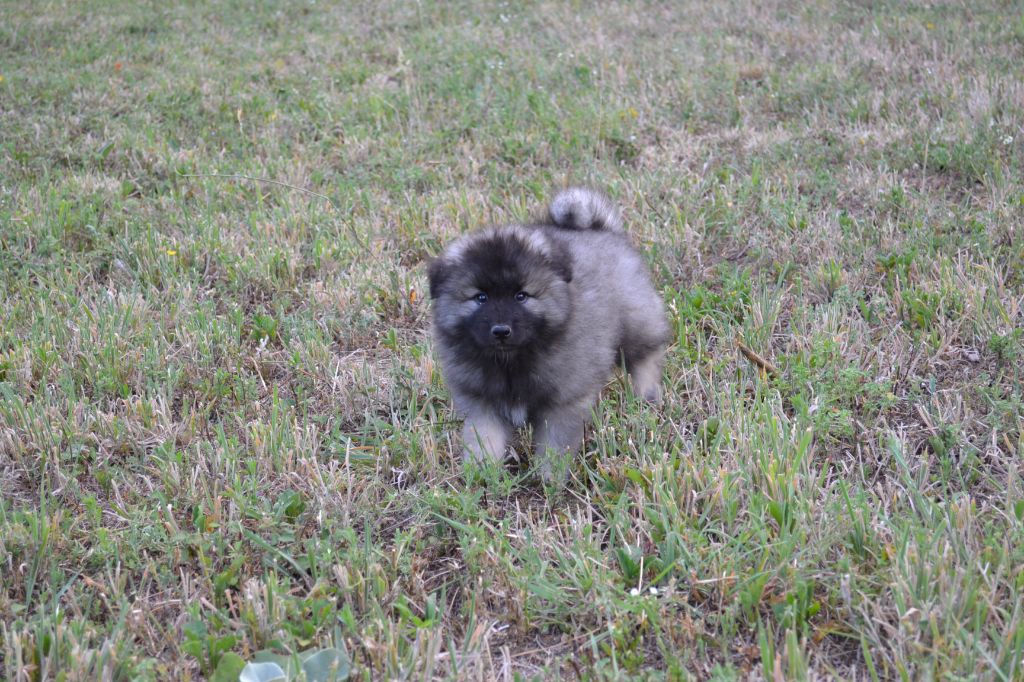 Mélissa Lafont - Chiots disponibles - Spitz allemand
