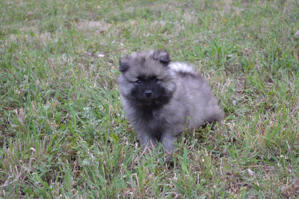 Mélissa Lafont - Chiots disponibles - Spitz allemand