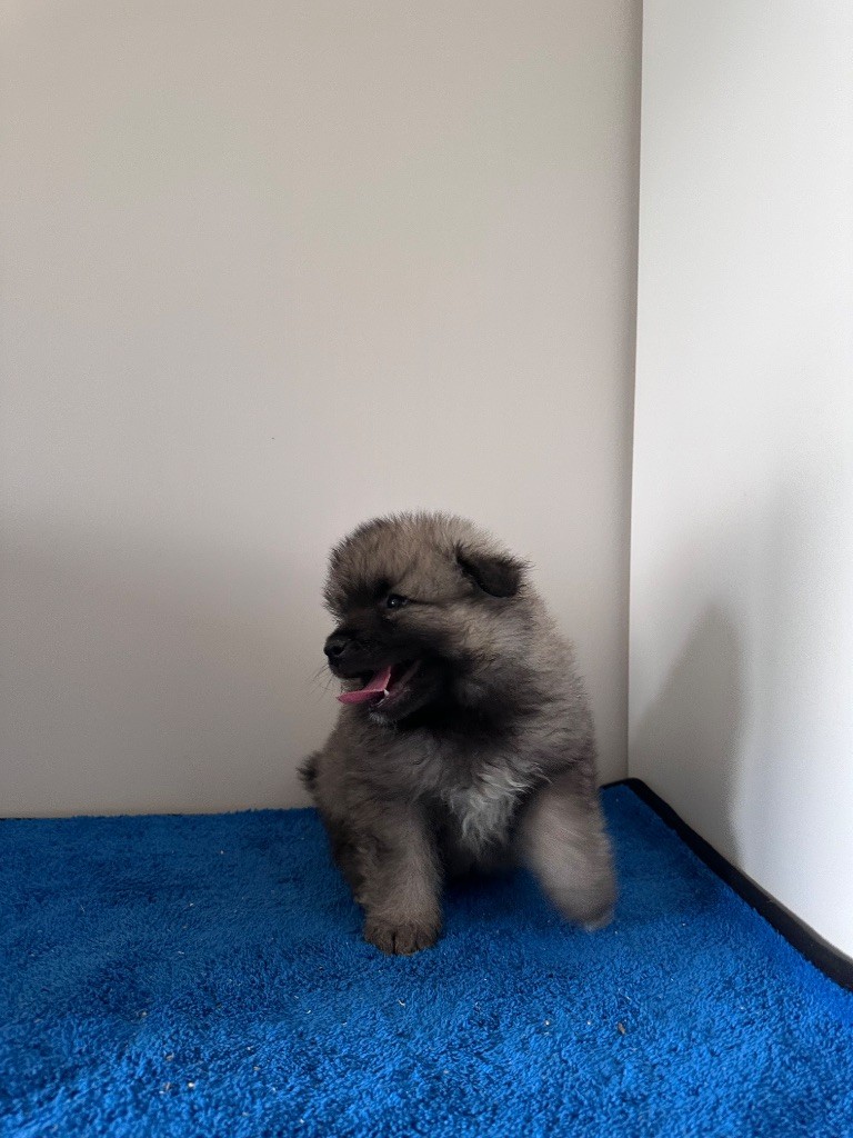 Mélissa Lafont - Chiots disponibles - Spitz allemand