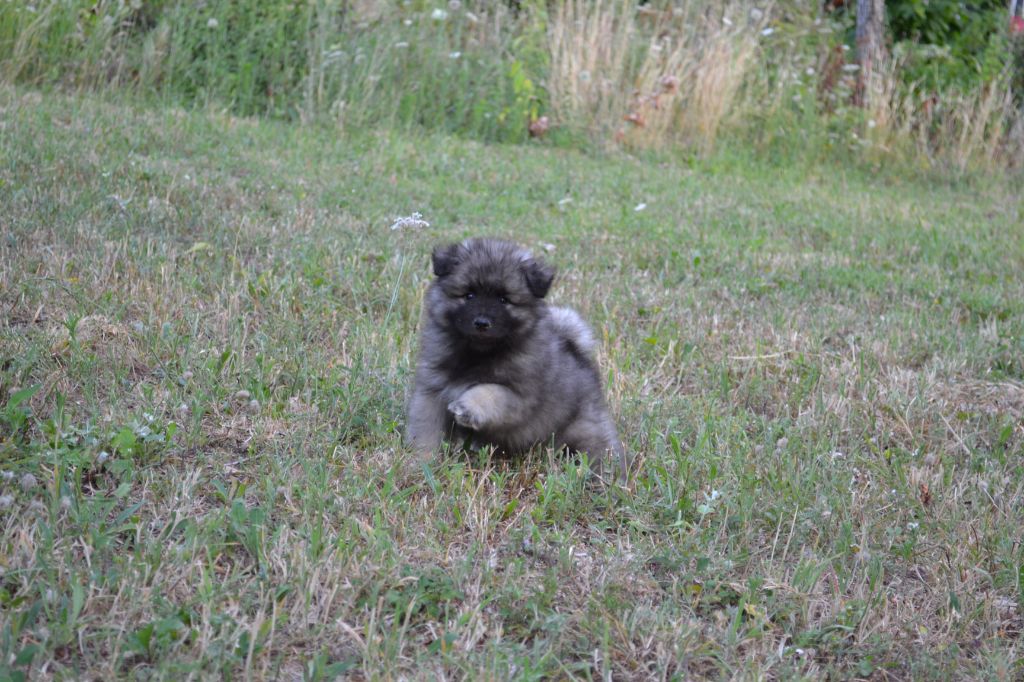 Mélissa Lafont - Chiots disponibles - Spitz allemand