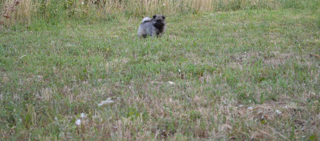 Mélissa Lafont - Chiots disponibles - Spitz allemand