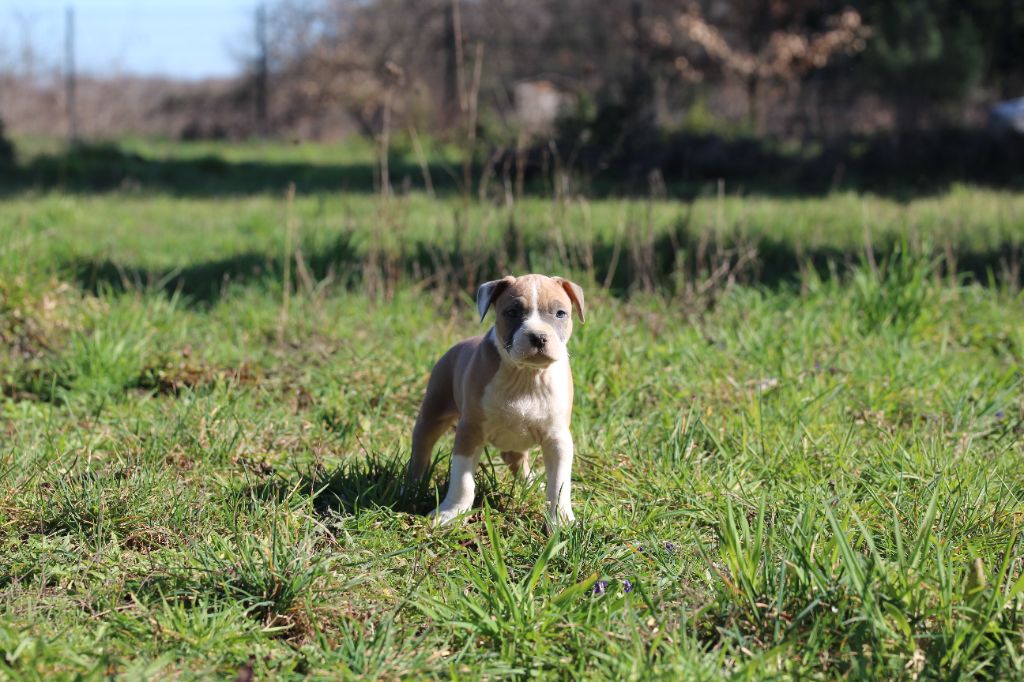 Mélissa Lafont - Chiots disponibles - American Staffordshire Terrier