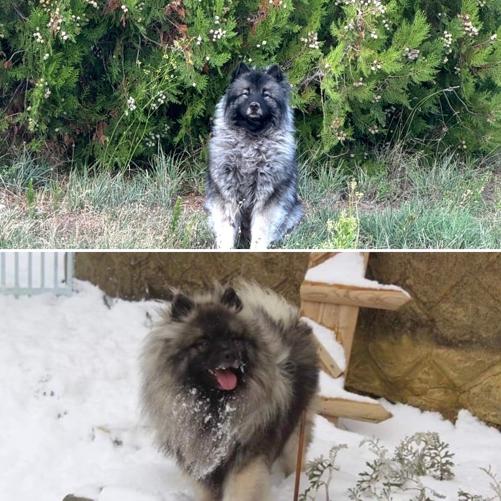 Chiot Spitz allemand Mélissa Lafont