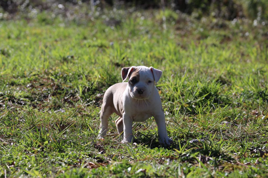 Mélissa Lafont - Chiots disponibles - American Staffordshire Terrier