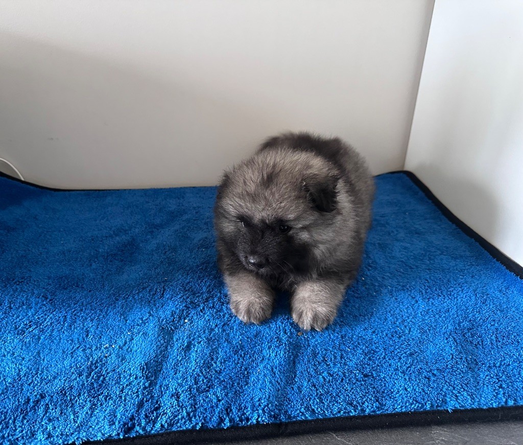 Mélissa Lafont - Chiots disponibles - Spitz allemand