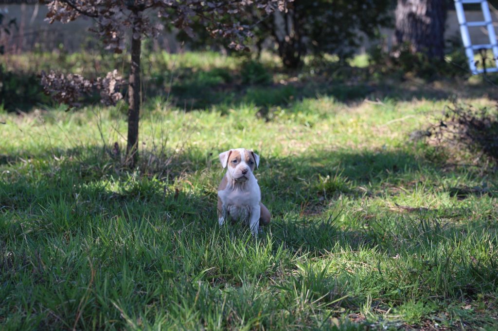 Mélissa Lafont - Chiots disponibles - American Staffordshire Terrier