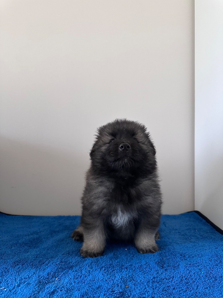 Mélissa Lafont - Chiots disponibles - Spitz allemand