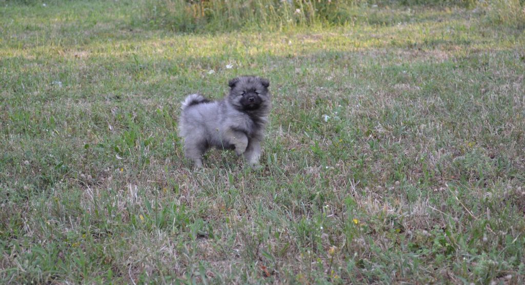 Mélissa Lafont - Chiots disponibles - Spitz allemand