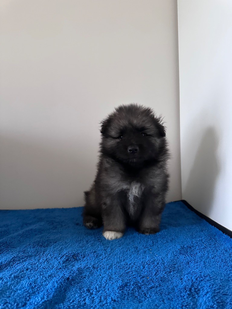 Mélissa Lafont - Chiots disponibles - Spitz allemand