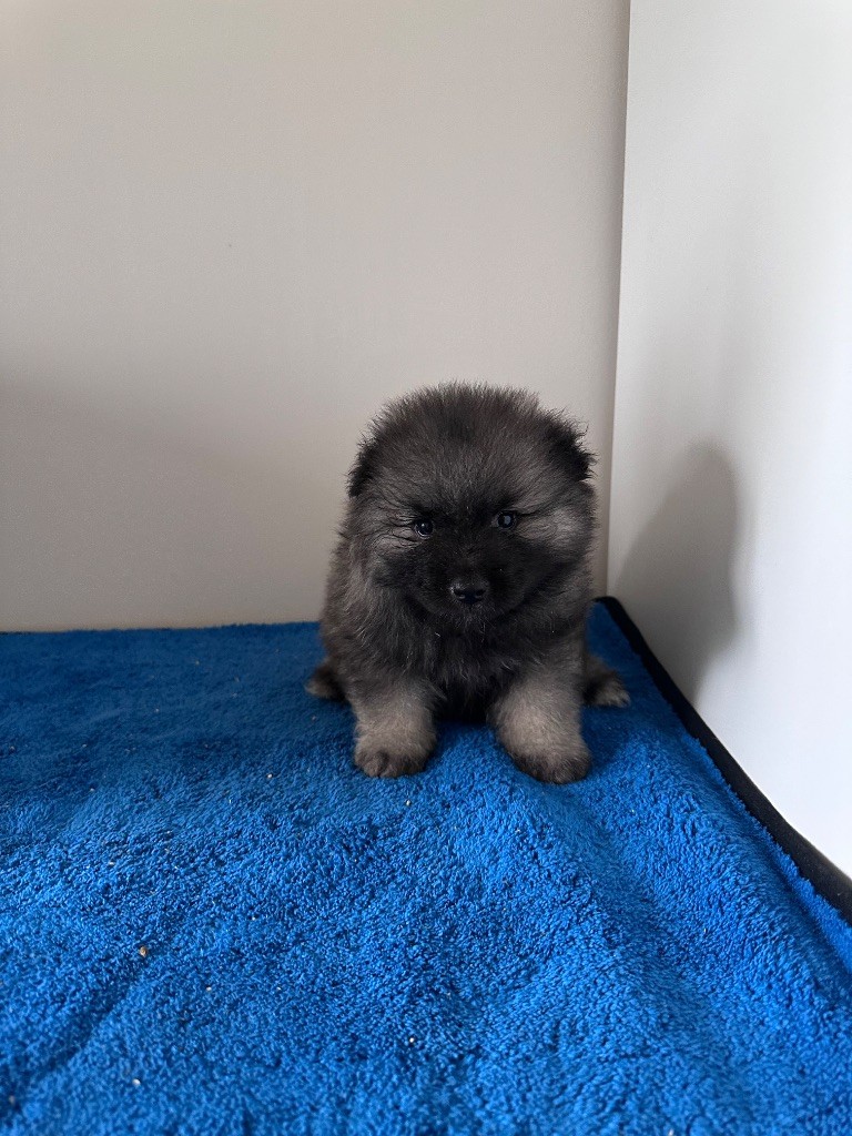 Mélissa Lafont - Chiots disponibles - Spitz allemand