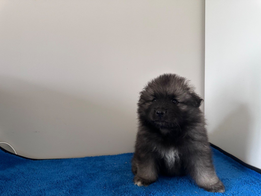 Mélissa Lafont - Chiots disponibles - Spitz allemand