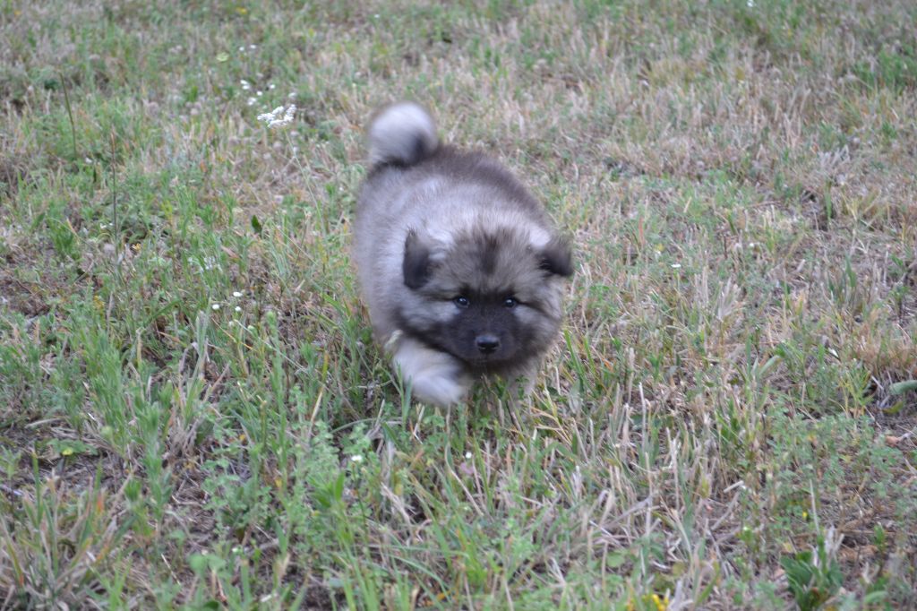 Mélissa Lafont - Chiots disponibles - Spitz allemand