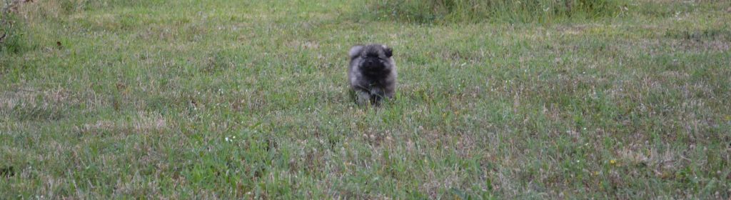 Mélissa Lafont - Chiots disponibles - Spitz allemand